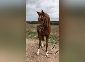 Caballo de deporte alemán, Caballo castrado, 3 años, 170 cm, Alazán