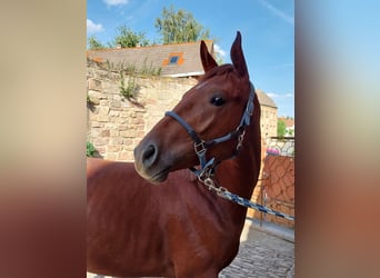 Caballo de deporte alemán, Caballo castrado, 3 años, 170 cm, Alazán