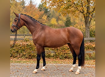 Caballo de deporte alemán, Caballo castrado, 3 años, 170 cm, Castaño