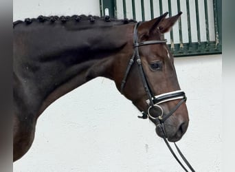 Caballo de deporte alemán, Caballo castrado, 3 años, 170 cm, Castaño