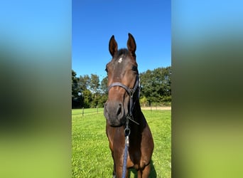 Caballo de deporte alemán, Caballo castrado, 3 años, 170 cm, Castaño