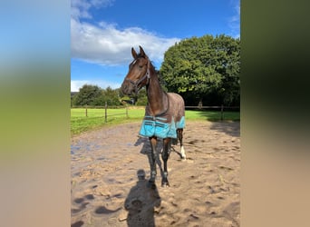 Caballo de deporte alemán, Caballo castrado, 3 años, 170 cm, Castaño