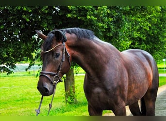 Caballo de deporte alemán, Caballo castrado, 3 años, 170 cm, Castaño oscuro