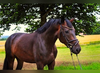 Caballo de deporte alemán, Caballo castrado, 3 años, 170 cm, Castaño oscuro