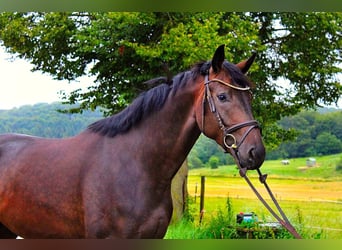 Caballo de deporte alemán, Caballo castrado, 3 años, 170 cm, Castaño oscuro