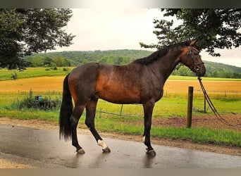 Caballo de deporte alemán, Caballo castrado, 3 años, 170 cm, Castaño oscuro