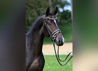 Caballo de deporte alemán, Caballo castrado, 3 años, 170 cm, Castaño oscuro
