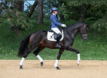 Caballo de deporte alemán, Caballo castrado, 3 años, 170 cm, Castaño oscuro