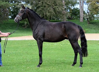 Caballo de deporte alemán, Caballo castrado, 3 años, 170 cm, Castaño oscuro