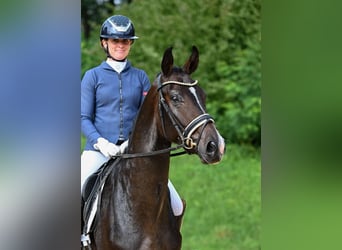 Caballo de deporte alemán, Caballo castrado, 3 años, 170 cm, Castaño oscuro