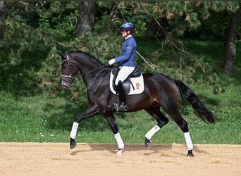 Caballo de deporte alemán, Caballo castrado, 3 años, 170 cm, Castaño oscuro
