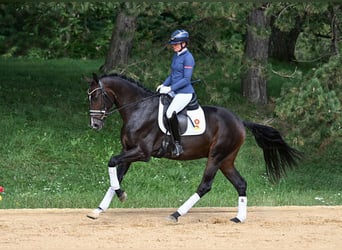 Caballo de deporte alemán, Caballo castrado, 3 años, 170 cm, Castaño oscuro