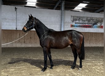 Caballo de deporte alemán, Caballo castrado, 3 años, 170 cm, Castaño oscuro