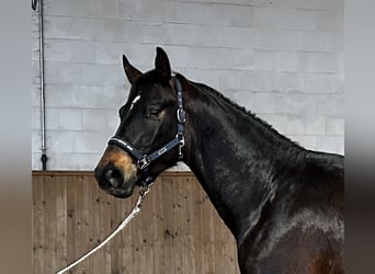 Caballo de deporte alemán, Caballo castrado, 3 años, 170 cm, Castaño oscuro