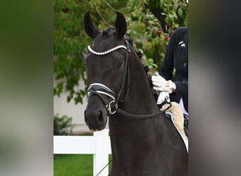 Caballo de deporte alemán, Caballo castrado, 3 años, 170 cm, Morcillo