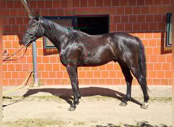Caballo de deporte alemán, Caballo castrado, 3 años, 170 cm, Negro