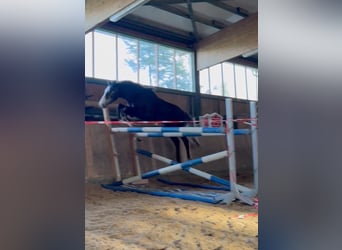 Caballo de deporte alemán, Caballo castrado, 3 años, 170 cm, Tordillo negro