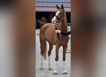 Caballo de deporte alemán, Caballo castrado, 3 años, 171 cm, Alazán
