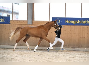 Caballo de deporte alemán, Caballo castrado, 3 años, 171 cm, Alazán