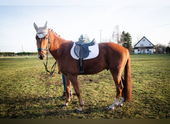 Caballo de deporte alemán, Caballo castrado, 3 años, 171 cm, Alazán