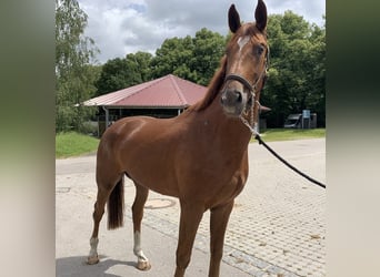 Caballo de deporte alemán, Caballo castrado, 3 años, 171 cm, Alazán