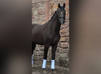 Caballo de deporte alemán, Caballo castrado, 3 años, 171 cm, Alazán-tostado
