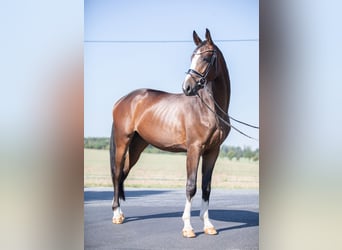 Caballo de deporte alemán, Caballo castrado, 3 años, 171 cm, Castaño