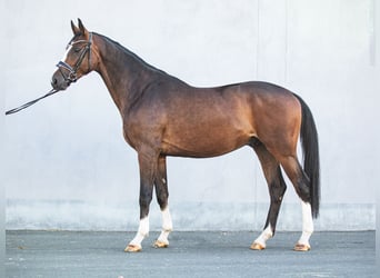 Caballo de deporte alemán, Caballo castrado, 3 años, 171 cm, Castaño