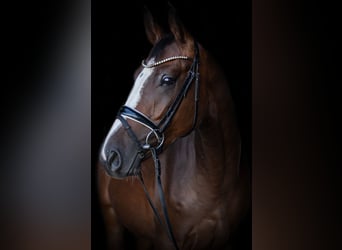 Caballo de deporte alemán, Caballo castrado, 3 años, 171 cm, Castaño