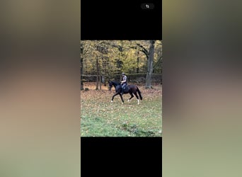 Caballo de deporte alemán, Caballo castrado, 3 años, 171 cm, Castaño