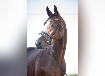 Caballo de deporte alemán, Caballo castrado, 3 años, 171 cm, Castaño