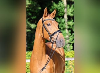 Caballo de deporte alemán, Caballo castrado, 3 años, 172 cm, Alazán