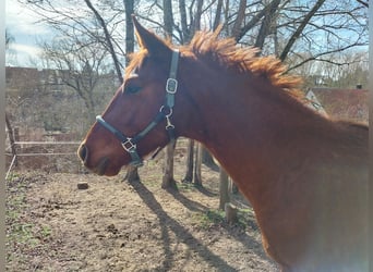 Caballo de deporte alemán, Caballo castrado, 3 años, 172 cm, Alazán