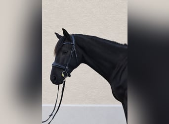 Caballo de deporte alemán, Caballo castrado, 3 años, 172 cm, Negro