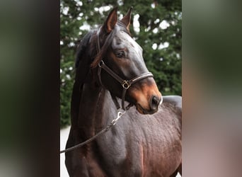 Caballo de deporte alemán, Caballo castrado, 3 años, 173 cm, Castaño