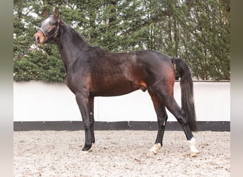 Caballo de deporte alemán, Caballo castrado, 3 años, 173 cm, Castaño