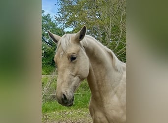 Caballo de deporte alemán, Caballo castrado, 3 años, 173 cm, Palomino