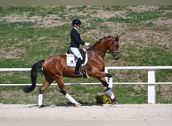 Caballo de deporte alemán, Caballo castrado, 3 años, 174 cm, Castaño