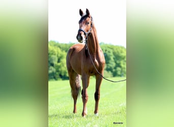 Caballo de deporte alemán, Caballo castrado, 3 años, 178 cm, Alazán