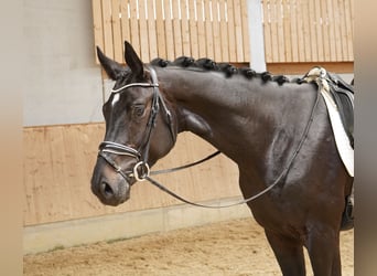 Caballo de deporte alemán, Caballo castrado, 3 años, 179 cm, Morcillo