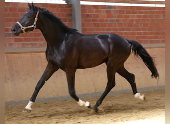 Caballo de deporte alemán, Caballo castrado, 3 años, 181 cm