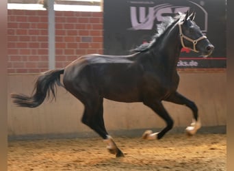 Caballo de deporte alemán, Caballo castrado, 3 años, 181 cm
