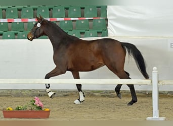 Caballo de deporte alemán, Caballo castrado, 3 años, Castaño oscuro