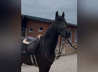 Caballo de deporte alemán, Caballo castrado, 4 años, 153 cm, Negro