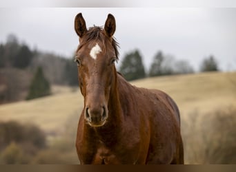 Caballo de deporte alemán, Caballo castrado, 4 años, 154 cm, Alazán-tostado