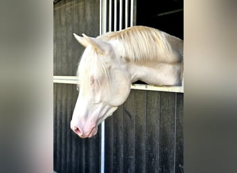 Caballo de deporte alemán, Caballo castrado, 4 años, 155 cm, Cremello