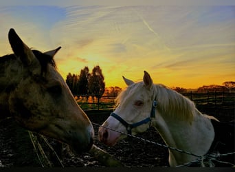 Caballo de deporte alemán, Caballo castrado, 4 años, 155 cm, Cremello