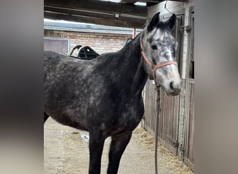 Caballo de deporte alemán, Caballo castrado, 4 años, 155 cm, Tordo rodado