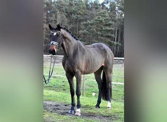 Caballo de deporte alemán, Caballo castrado, 4 años, 158 cm, Castaño