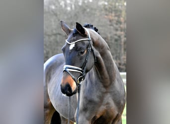 Caballo de deporte alemán, Caballo castrado, 4 años, 158 cm, Castaño